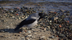 Corvus cornix