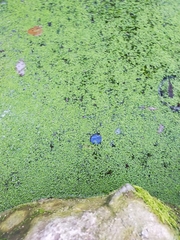 Lemna minor