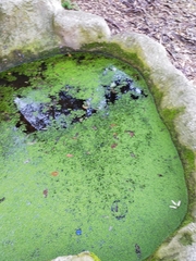 Lemna minor