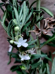 Teucrium africanum
