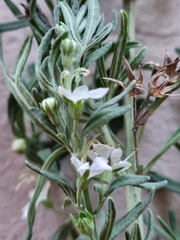 Teucrium africanum