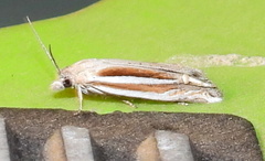 Eucosma spiculana