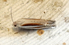 Eucosma spiculana