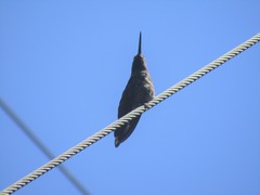 Eugenes fulgens