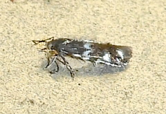 Calliprora