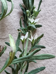 Teucrium africanum