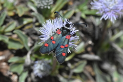 Zygaena lavandulae