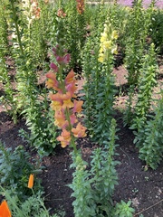 Antirrhinum majus