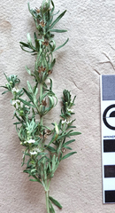 Teucrium africanum