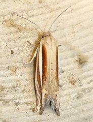 Eucosma spiculana