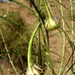 Gomphocarpus integer - Photo (c) mgrandis, alguns direitos reservados (CC BY-NC), uploaded by mgrandis