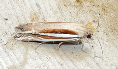 Eucosma spiculana