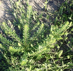 Phylica axillaris axillaris