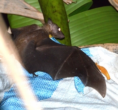 Rousettus leschenaultii