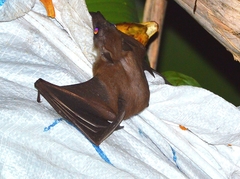 Rousettus leschenaultii