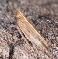 Stenocranus minutus