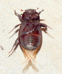 Dyscinetus morator
