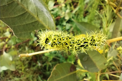 Leucanella viridescens