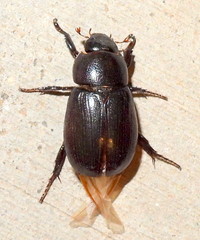 Dyscinetus morator