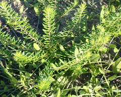 Phylica axillaris axillaris