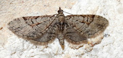 Eupithecia bolterii