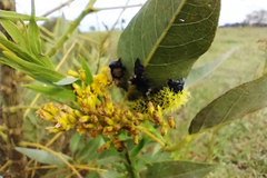 Leucanella viridescens