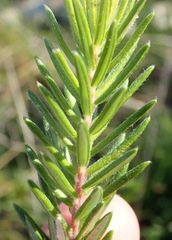 Phylica axillaris axillaris