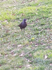 Corvus monedula
