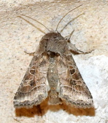 Lacinipolia erecta