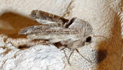 Lacinipolia erecta