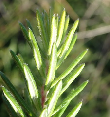 Phylica axillaris axillaris