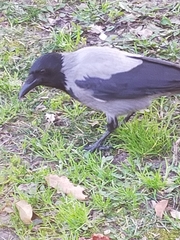 Corvus cornix