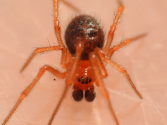 Ruborridion musivum