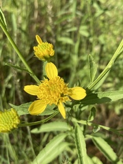 Calostephane divaricata image