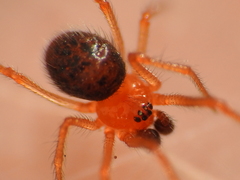 Ruborridion musivum