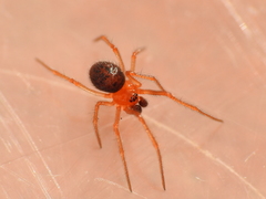 Ruborridion musivum