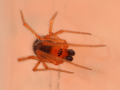 Ruborridion musivum