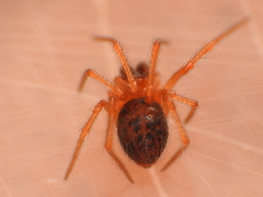 Ruborridion musivum