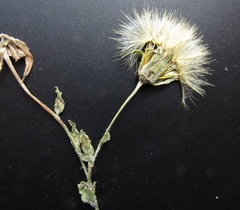 Tragopogon floccosus