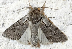Acronicta tota