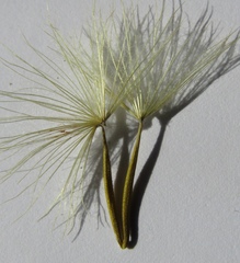 Tragopogon floccosus