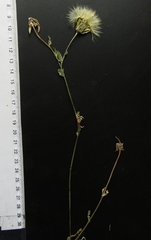 Tragopogon floccosus