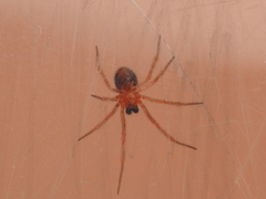 Ruborridion musivum