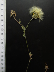 Tragopogon floccosus