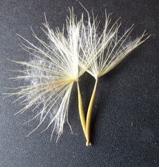 Tragopogon floccosus
