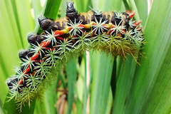 Pseudautomeris grammivora