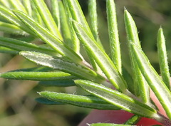 Phylica axillaris axillaris