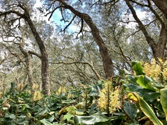 Hedychium gardnerianum