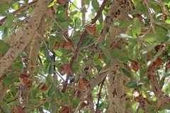 Epomophorus gambianus