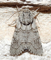 Acronicta tota